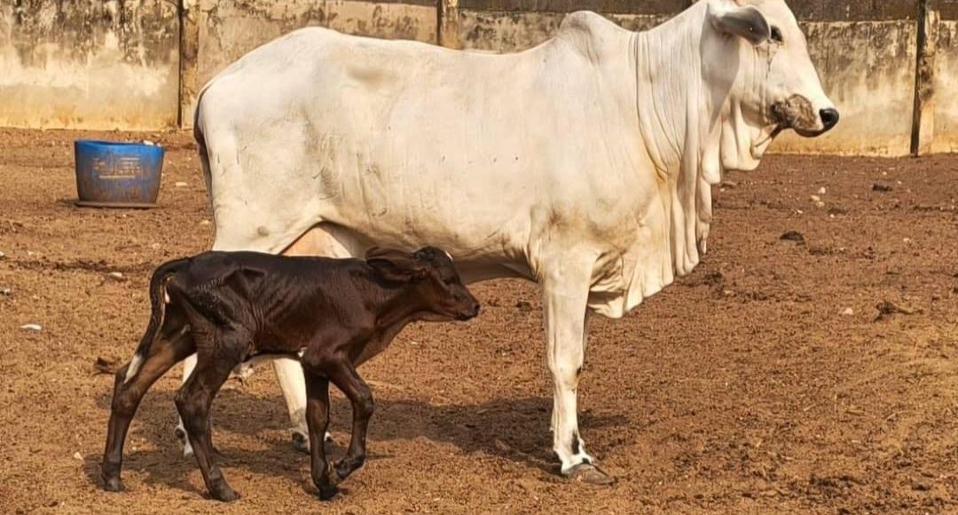 Primeira bezerra Girolando com genetica brasileira nasce na Nigeria