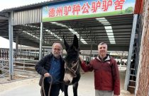 Professores brasileiros Jorge Lucena e Gustavo Carneiro conhecem rebanhos de jumentos na China