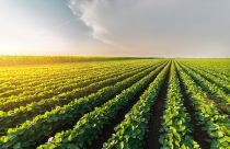 Soja: crescimento desequilibrado pode comprometer o potencial produtivo