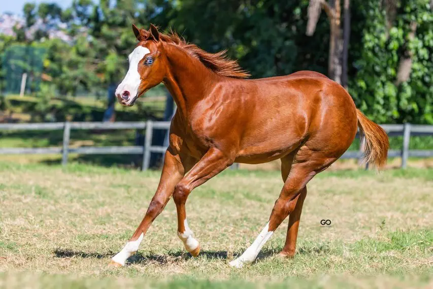 leilão Ana Dantas Ranch
