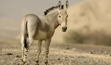 O burro nasceu aqui: conheça o ancestral africano que corre risco de extinção
