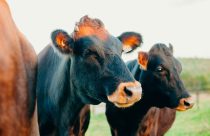 Conheça a raça com só 800 animais no mundo e, o pior, como a Canadienne luta para não sumir