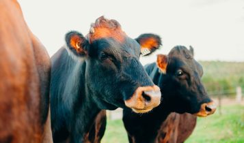 Conheça a raça com só 800 animais no mundo e, o pior, como a Canadienne luta para não sumir