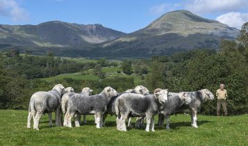 Conheça a raça Herdwick, a ovelha que sobrevive há 10 mil anos onde nenhuma outra consegue