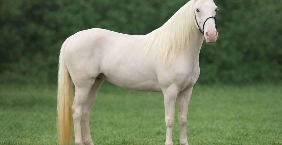 Por que alguns cavalos Mangalarga Marchador brancos ficam fora do registro?