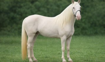 Por que alguns cavalos Mangalarga Marchador brancos ficam fora do registro?