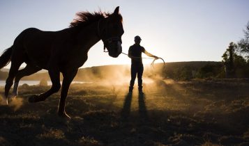 Mestres da doma: quem são os ícones que mudaram o jeito de treinar cavalos