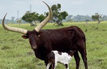 ankole e nelore