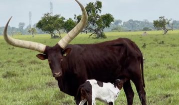 ankole e nelore