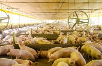 Nova plataforma integra vigilância sanitária e análise de risco de doenças suínas