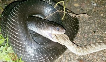 boiruna sertaneja - mussurana - mucurana - cobra comendo cascavel