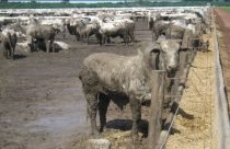 confinamento bovino na chuva