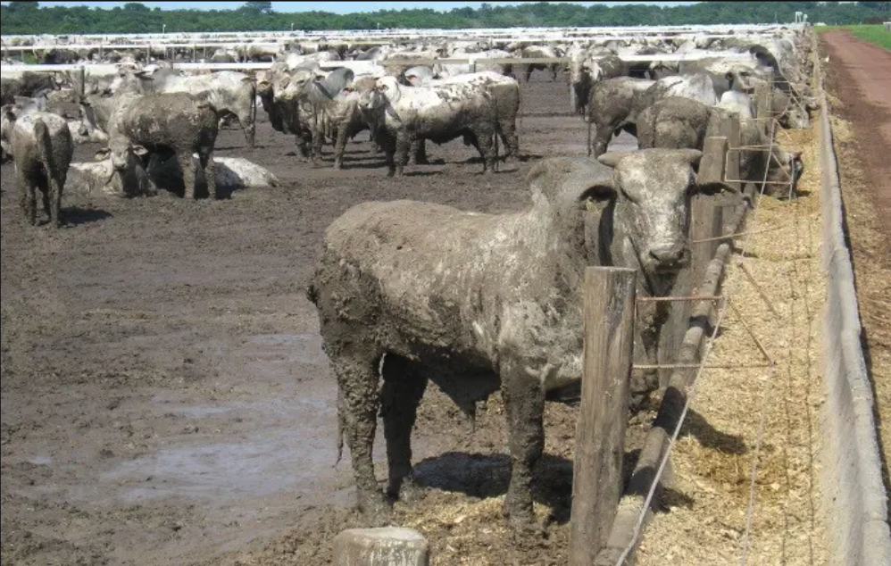 confinamento bovino na chuva