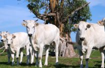 Essas são as maiores raças bovinas do mundo — e algumas chegam perto de 2 metros
