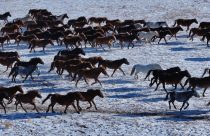 O cavalo mais resistente da China: Sanhe enfrenta -40°C como se fosse nada