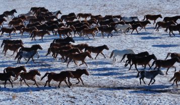 O cavalo mais resistente da China: Sanhe enfrenta -40°C como se fosse nada