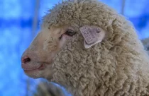Com DNA editado, ovelha inédita na Índia avança na produção de carne e provoca debate