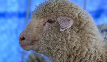 Com DNA editado, ovelha inédita na Índia avança na produção de carne e provoca debate