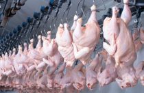frangos abatidos em industria frigorifica