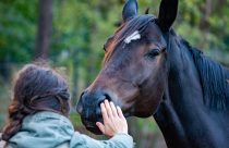 Cavalos sentem seu medo pelo cheiro — e isso pode mudar tudo na hora de montar