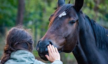 Cavalos sentem seu medo pelo cheiro — e isso pode mudar tudo na hora de montar