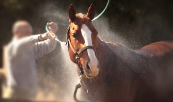 Banho em cavalo: como evitar choque térmico e riscos à saúde