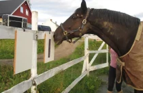 E se os cavalos pudessem “falar”? Projeto ensina animais a se comunicarem com humanos