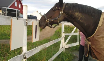 E se os cavalos pudessem “falar”? Projeto ensina animais a se comunicarem com humanos