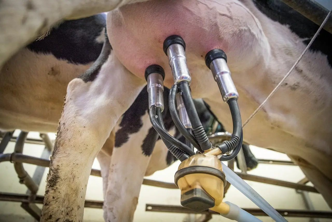 Importante produtora de leite, região Sul precisa estar atenta às enfermidades que afetam o rebanho
