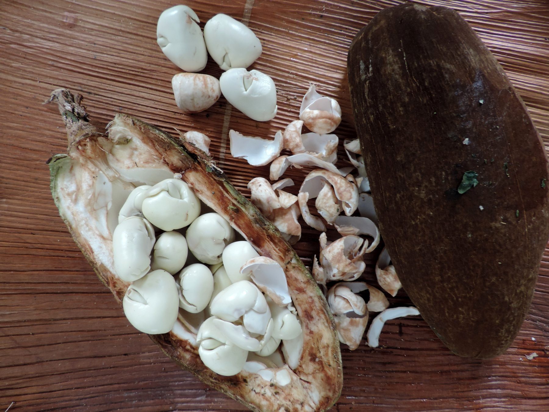 Nem Cacau, Nem Café: Conheça a semente que pode substituir o café