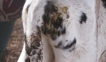 Ameaça no curral: Como a E. coli compromete a saúde e o futuro produtivo das bezerras