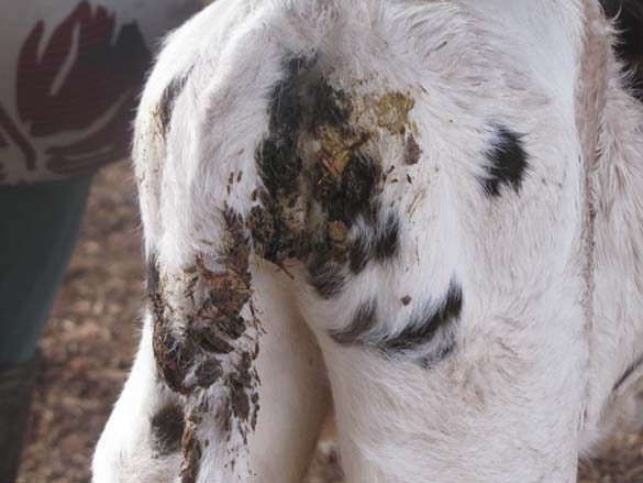 Ameaça no curral: Como a E. coli compromete a saúde e o futuro produtivo das bezerras