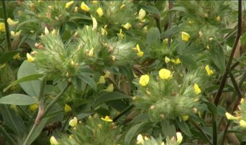 Adeus adubo caro? Planta secreta salva fazendas e multiplica arrobas