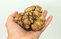 Trufas no Brasil: Conheça os produtores que transformaram o "diamante negro" em fronteira do agro
