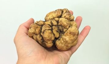 Trufas no Brasil: Conheça os produtores que transformaram o "diamante negro" em fronteira do agro