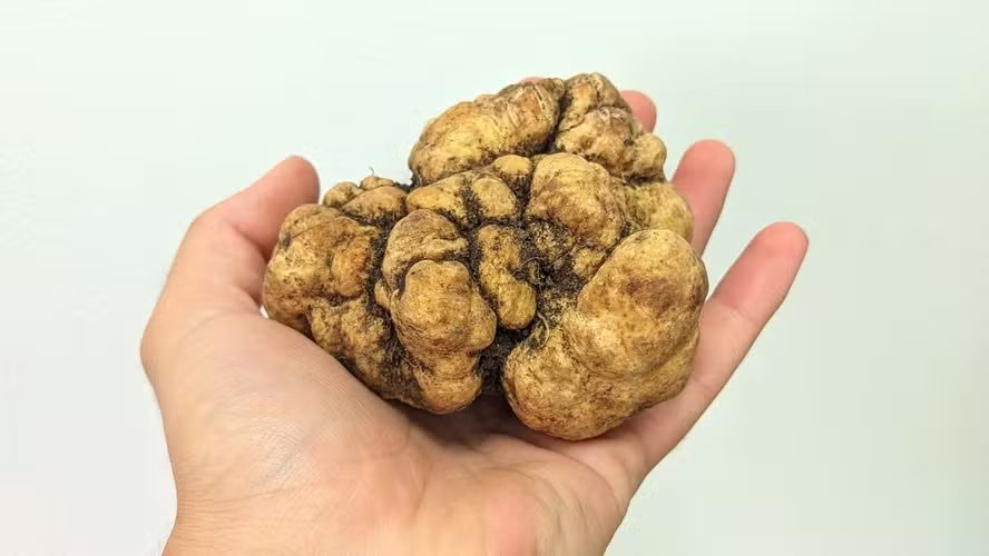 Trufas no Brasil: Conheça os produtores que transformaram o "diamante negro" em fronteira do agro