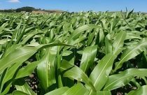 Elicit Plant registra aumento médio de 9,4% na produtividade do milho no Brasil em quatro safras