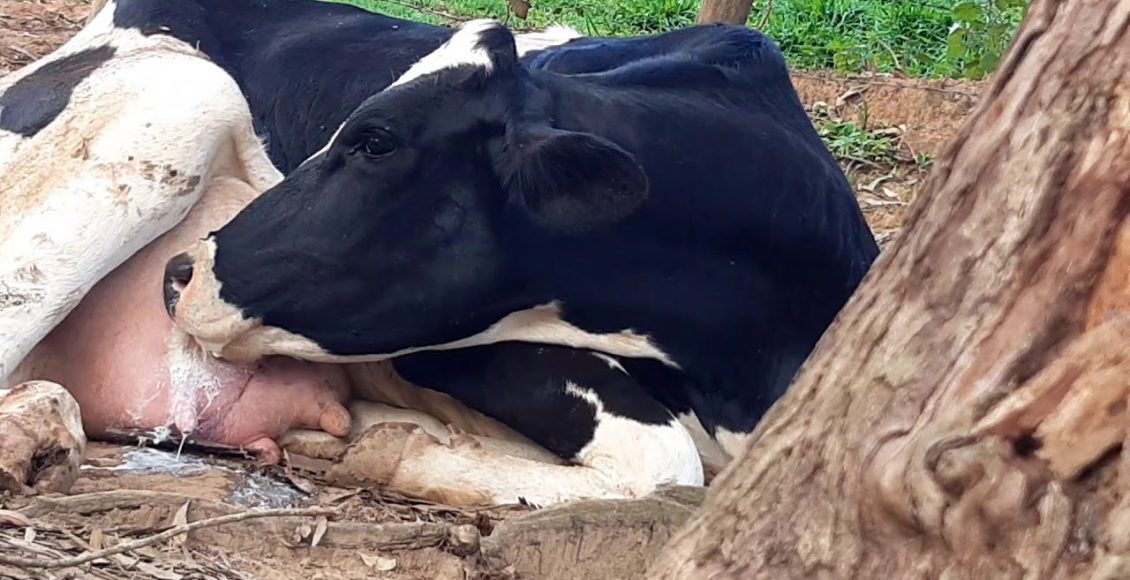 Vaca bebendo o próprio leite: Vício, doença ou falta de manejo? Entenda