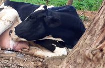 Vaca bebendo o próprio leite: Vício, doença ou falta de manejo? Entenda