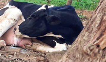 Vaca bebendo o próprio leite: Vício, doença ou falta de manejo? Entenda