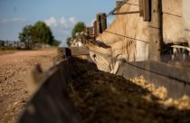 Mato Grosso amplia abate de bovinos em 43% desde 2006