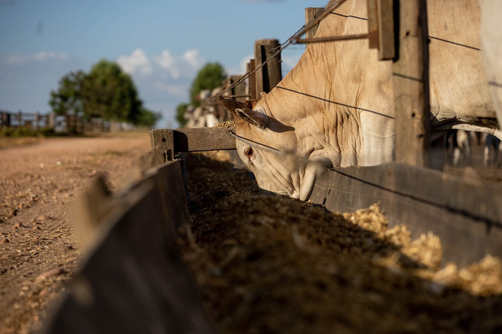 Mato Grosso amplia abate de bovinos em 43% desde 2006