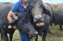 Criador se torna influencer para desmistificar os búfalos
