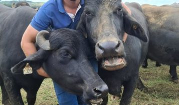 Criador se torna influencer para desmistificar os búfalos