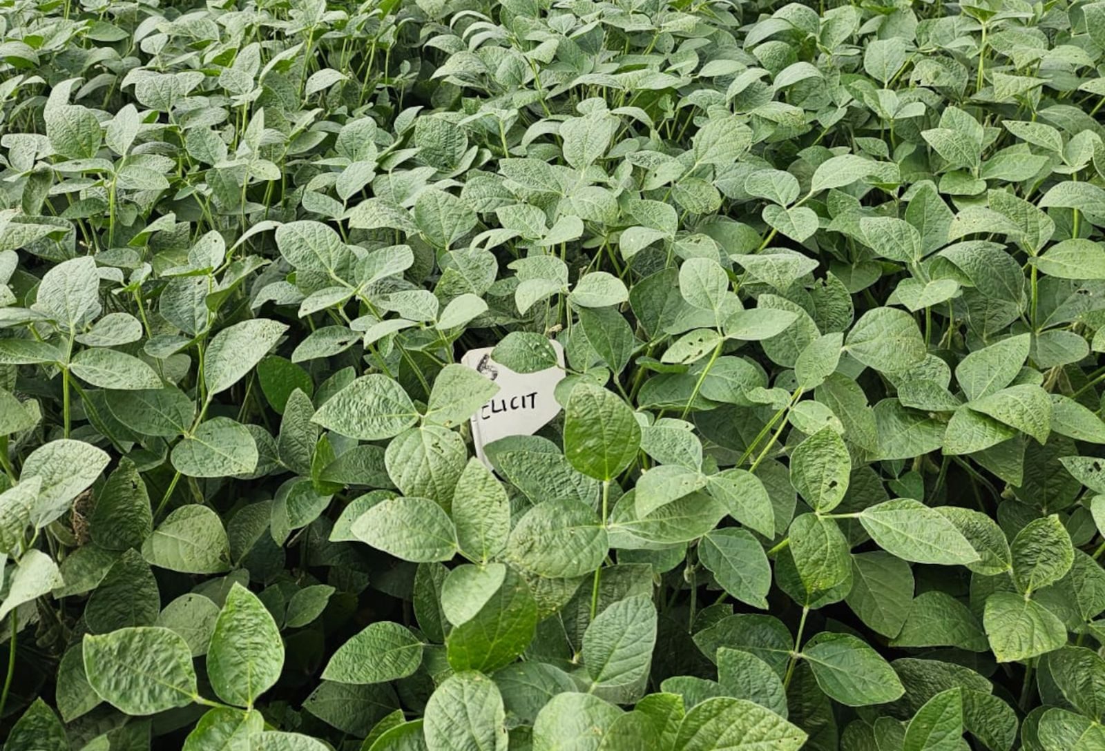 Pesquisa aponta ganho de até cinco sacas de soja por hectare com tecnologia para estresse abiótico