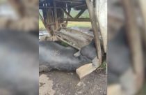 Tragédia: Raio provocado por ciclone mata rebanho de búfalos em SC