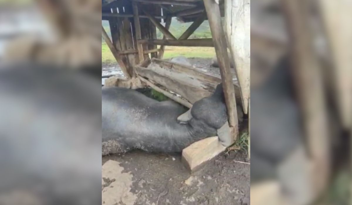 Tragédia: Raio provocado por ciclone mata rebanho de búfalos em SC