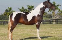 Campolina é o cavalo mais alto do Brasil e referência em marcha