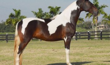 Campolina é o cavalo mais alto do Brasil e referência em marcha