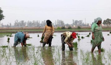 Índia se torna maior produtor de arroz do mundo e supera China